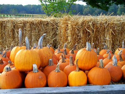 pumpkins_roadside_with_forest_0(1).jpg