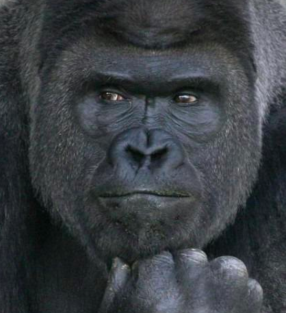 Armchair Champions Critical Condition